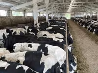 गाय, Yaroslavl cattle — फ़ोटो 3