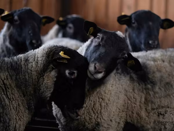 Baran, Romanov sheep