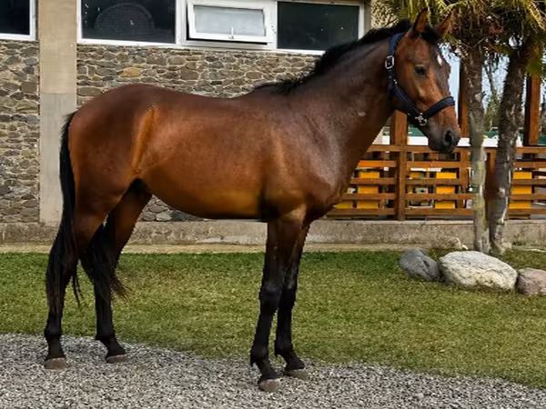Koń, Karachay horse
