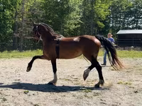 பெண் குதிரை, Dutch warmblood horse — புகைப்படம் 3