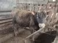Bull, Jersey breed — photo 2