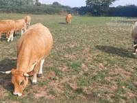 Vaca, Aubrac cattle — foto 3