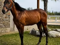 Koń, Anglo-Arabian — zdjęcie 2