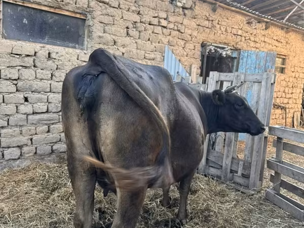 Vache, Swiss cattle