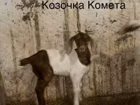 Oğlak, Kamori goats — foto 3