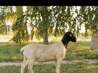 Ram, Edilbay sheep — photo 6