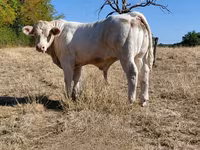 Toro, Charolais cattle — foto 8