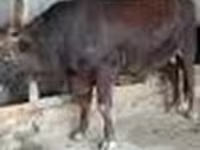 Touro, Vaca da estepe vermelha — foto 6