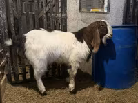 Boucs, Kamori goats — photo 1