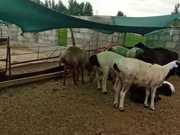 Carnero, Hissar sheep — foto 2