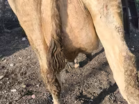 İnek, Swiss cattle — foto 8
