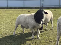 Brebis, Dorper sheep — photo 2
