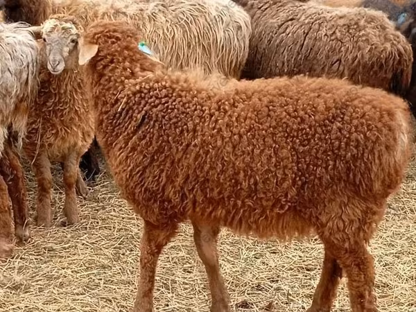 كبش, Edilbay sheep