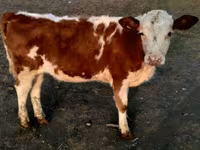 Bull, Swiss cattle — photo 5