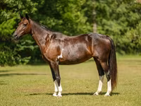 Kısrak, American paint horse — foto 4