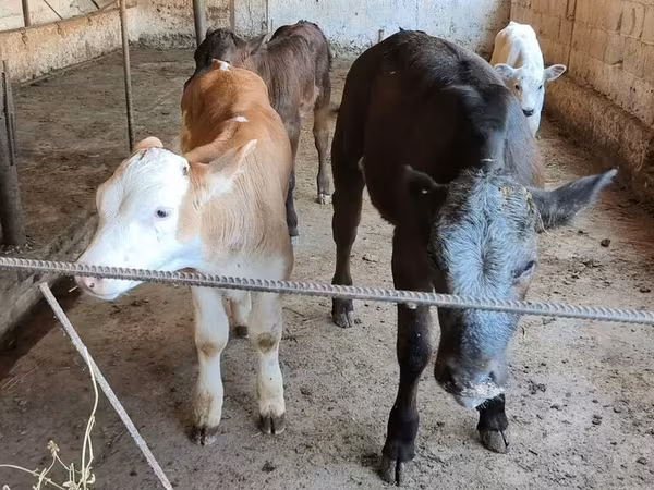 بلژیکی آبی