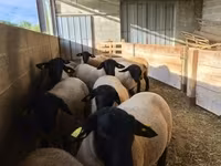 Carneiro, White Suffolk sheep — foto 1