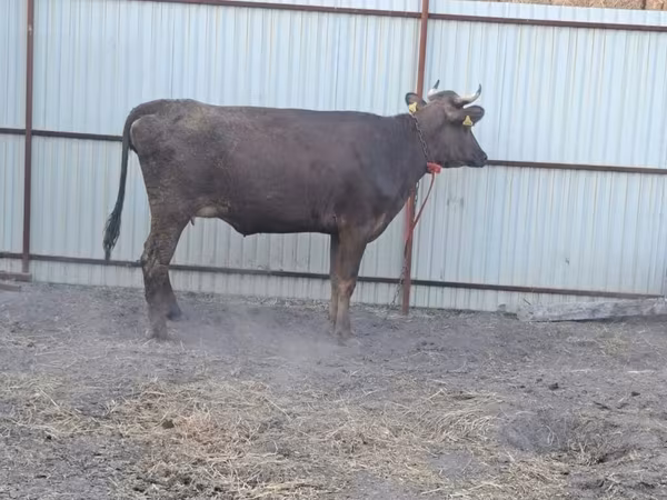 Swiss cattle