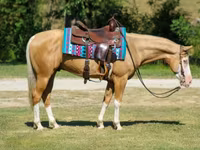 Aygır, Palomino — foto 5