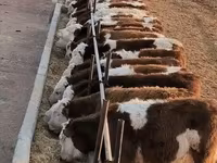 Krowa, Bydło — zdjęcie 1