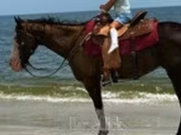Stute, American paint horse