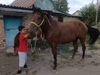 Kobyła, Thoroughbred horse — zdjęcie 8