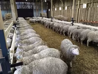 Owca, Kuibyshev sheep — zdjęcie 2