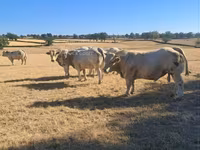 Touro, Raça de vaca — foto 4
