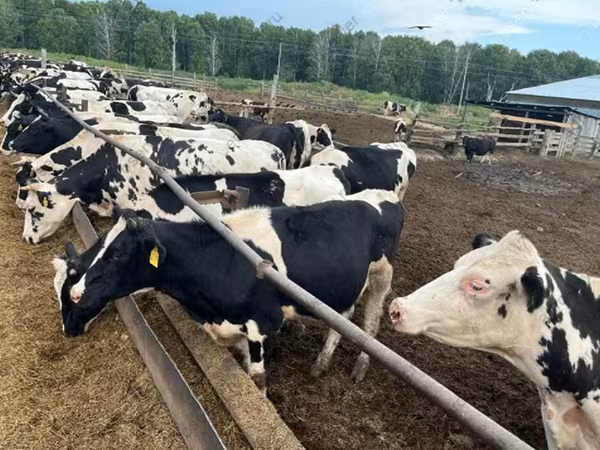 Touro, Russian Black pied cattle