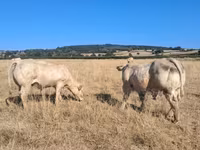 Touro, Raça de vaca — foto 8