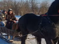 حصان, Friesian — الصورة 5