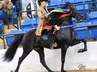 குதிரை, Rocky Mountain Horse — புகைப்படம் 2