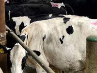 Kuh, Swiss cattle — Foto 5