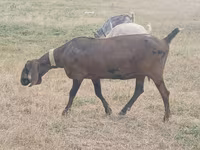 عنزة, Nubian Goat — الصورة 3