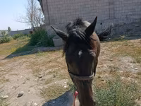 Mare, Skyros Pony — photo 2