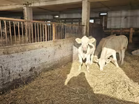 गाय, Charolais cattle — फ़ोटो 4