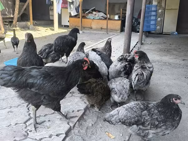 أوسترالورب