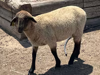 Baran, Hampshire sheep — zdjęcie 5