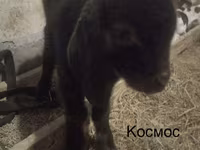 Oğlak, Kamori goats — foto 6