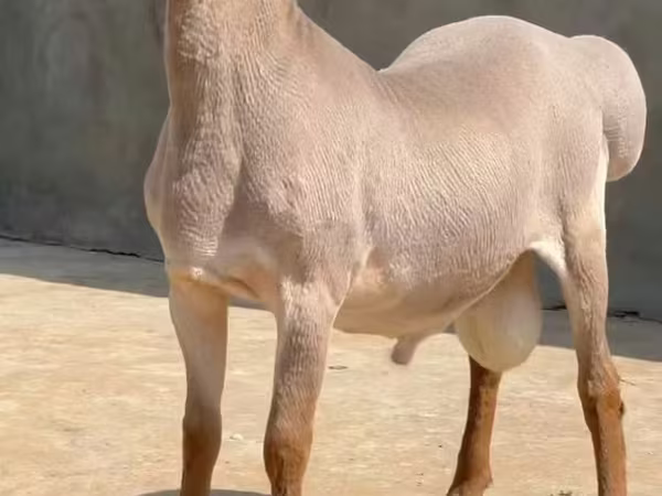 Baran, Rhon sheep