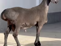 雄羊, Rhon sheep — 写真 2