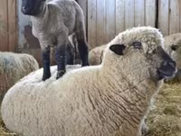 Baran, Hampshire sheep — zdjęcie 5