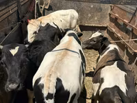 公牛, Cattle — 照片 1