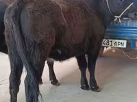 பசு, அபர்டீன் - ஆங்கஸ் — புகைப்படம் 2