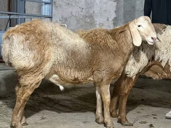 雄羊, 羊