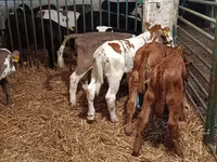Vaca, Vaca Limousin — foto 4