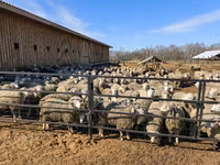 Owca, Kuibyshev sheep — zdjęcie 7