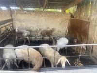 Koyun, Rhon sheep — foto 3
