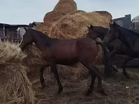 雄馬, Horse breed — 写真 7