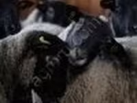 ஆண் ஆடு, Romanov sheep — புகைப்படம் 3